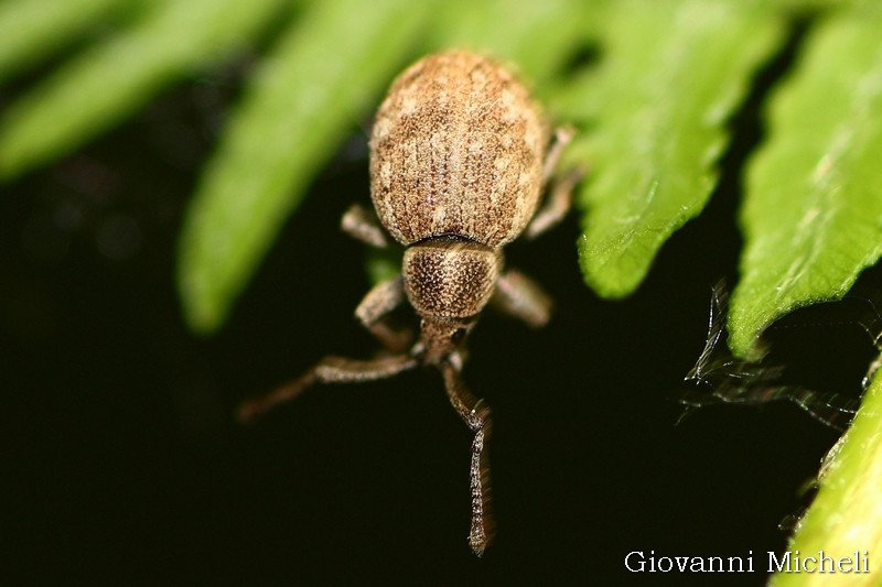 Curculionidae: Lepretius noxius